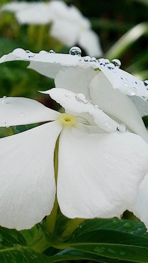 Ti coin de paradis Ylang Ylang Le Diamant Extérieur photo