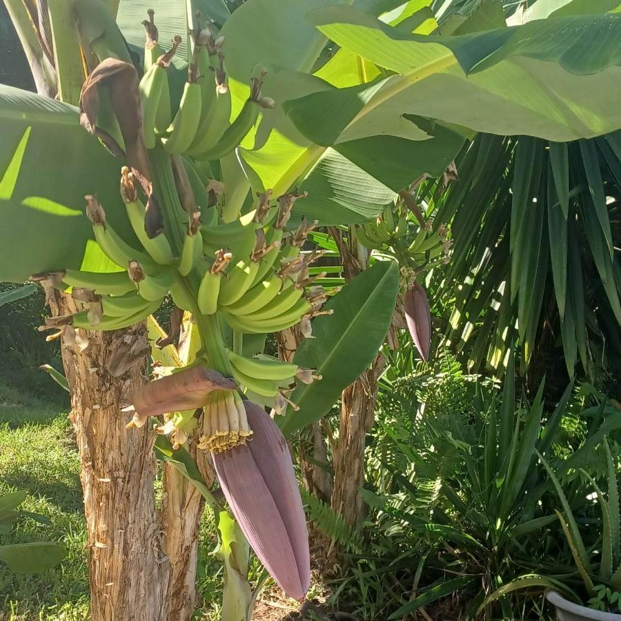 Ti coin de paradis Ylang Ylang Le Diamant Extérieur photo